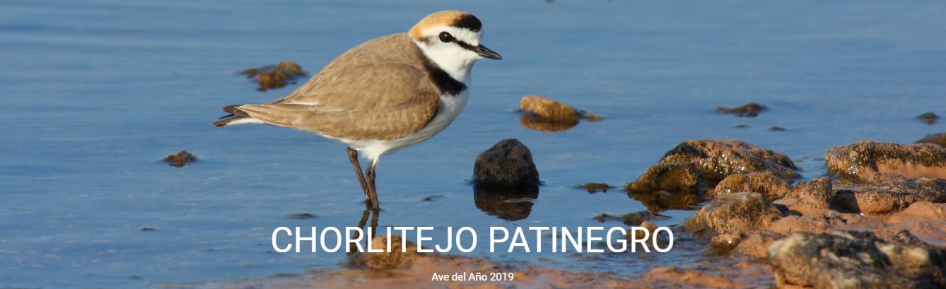 Chorlitejo patinegro, Ave del año 2019