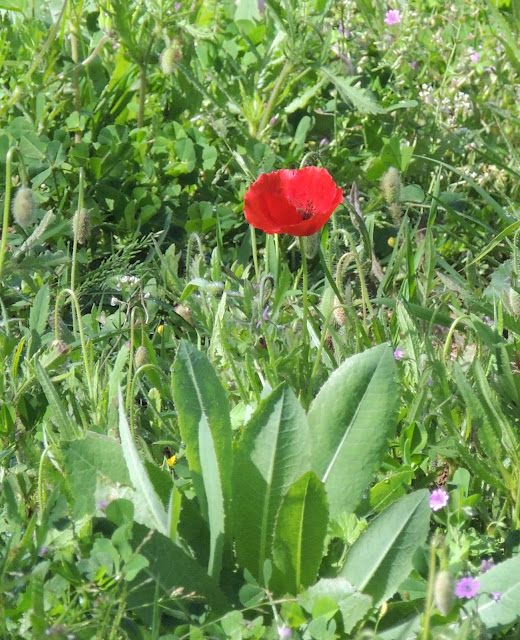 AMAPOLAS