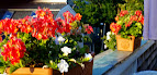 Rooftop flowers