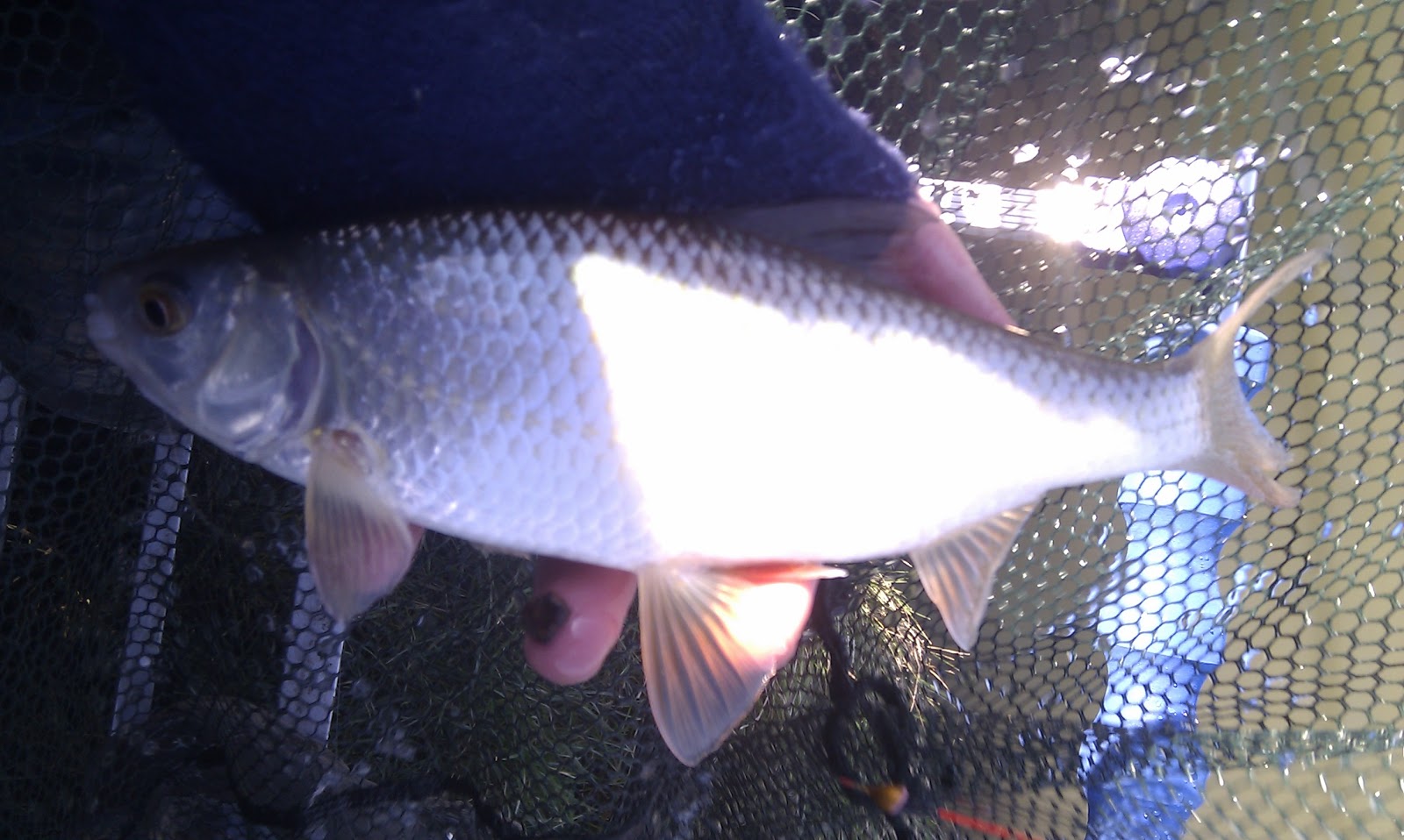 Trip 23 Dickies Pond, Spring End Farm Paul Goes Fishing