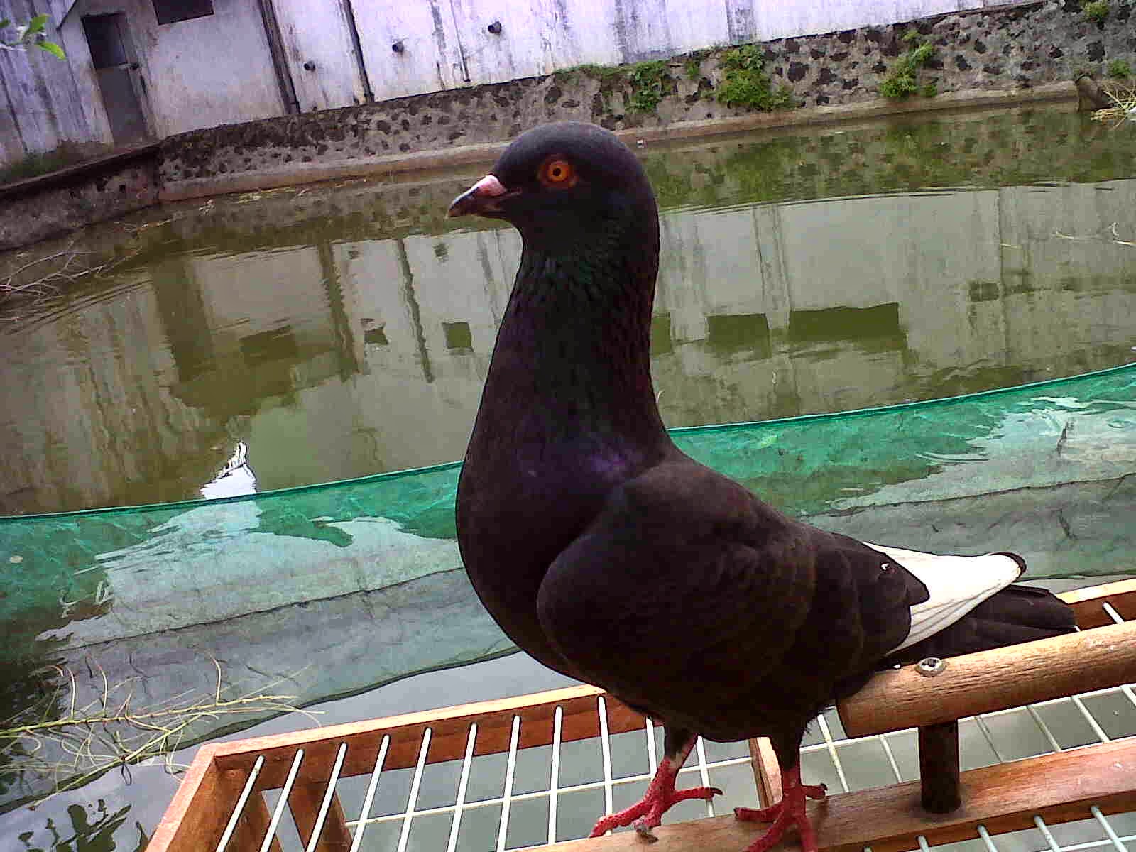 merpati tinggian burung merpati terah bagus untuk kolongan merpati tinggian burung merpati terah bagus untuk kolongan