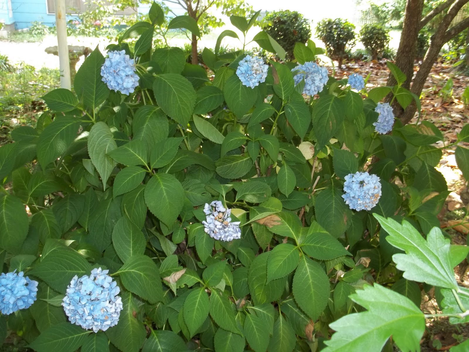 Resaca Rose: Hydrangea Bushs