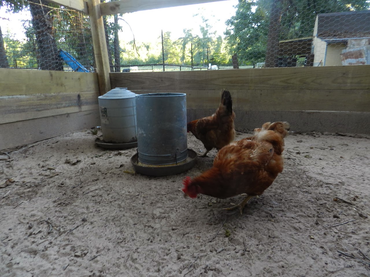My Inexpensive Chicken Coop