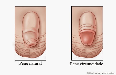 La crema para la sensibilidad del miembro viril