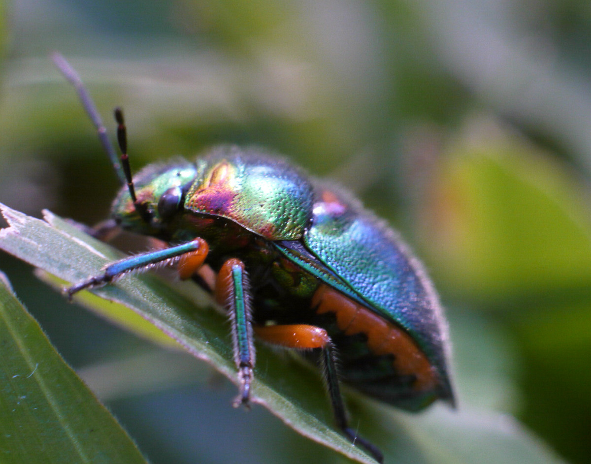in my view: brightly coloured bugs