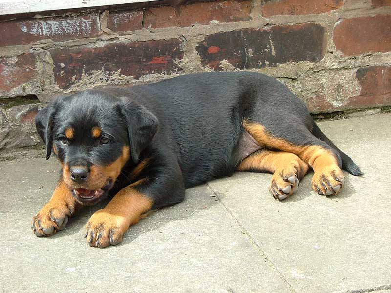 Sri Lankan Dog Lovers