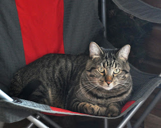 Tiggr lying in a chair looking calm and well behaved