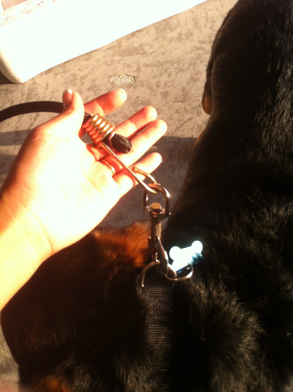 DIY Projects DIY Dog Bicycle Leash