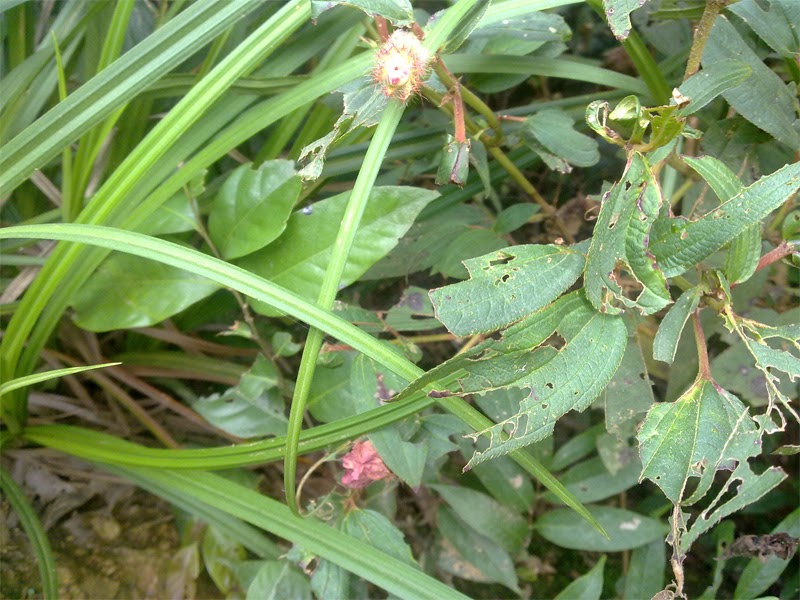 Sara Photo Sansar.. Rare plants of Nepal