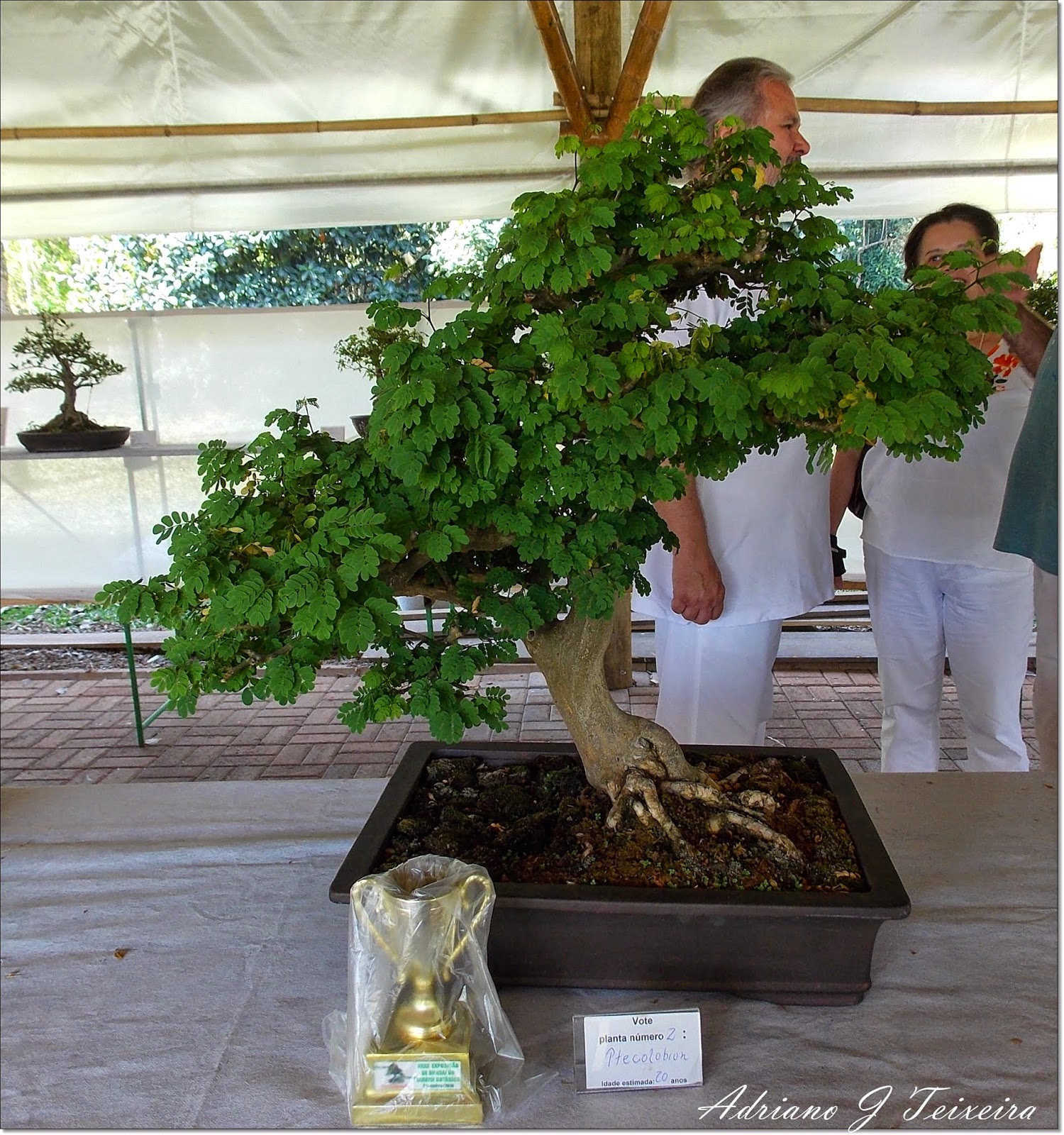 Mundo das Plantas Bonsai