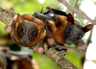 Giant Golden-crowned Flying Fox | Fun Animals Wiki, Videos, Pictures, Stories