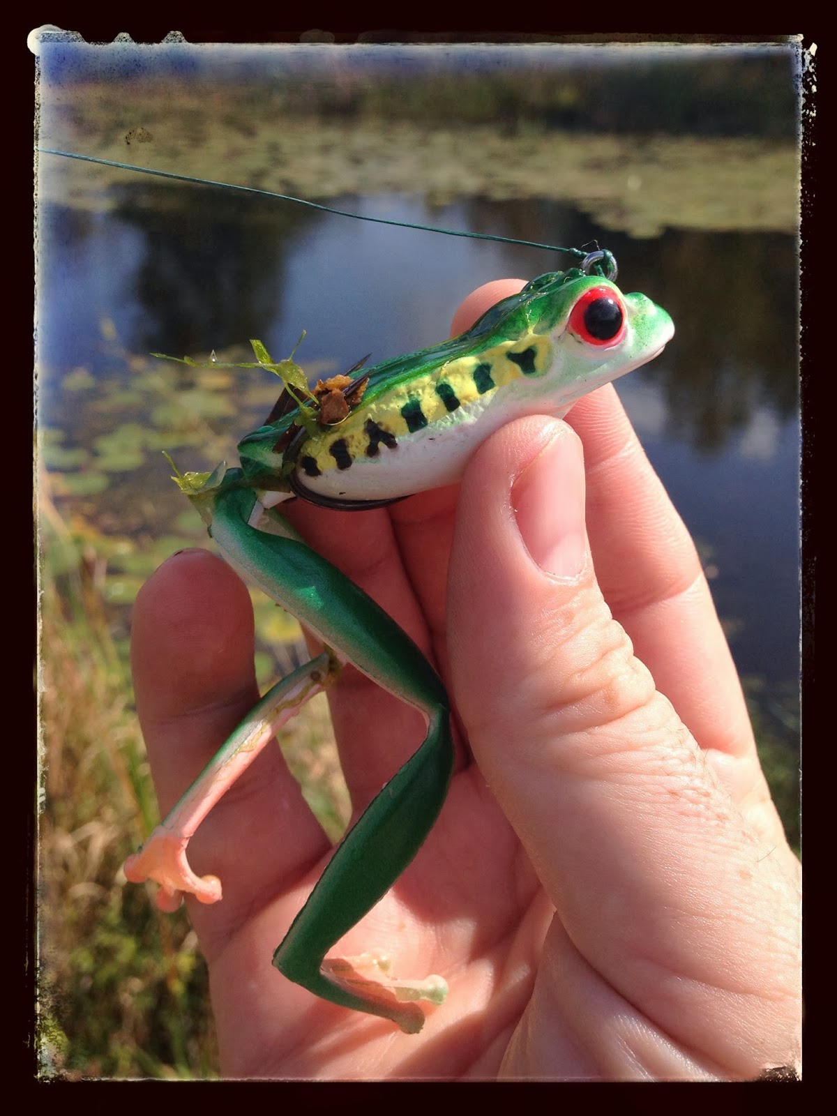 Bass Junkies Frog Pond: Kahara Diving Frog Review