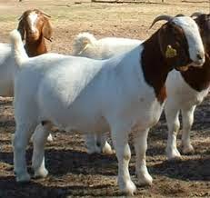 Roza Goat Farm