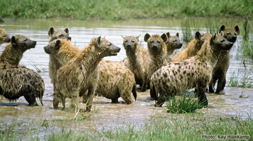 spotted_hyena_group_in_water_KHolekamp_web500.jpg