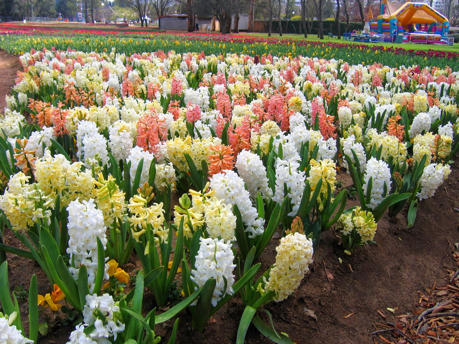 HOW TO PLANT AND GROW HYACINTHS The Garden of Eaden