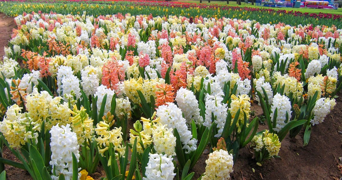HOW TO PLANT AND GROW HYACINTHS The Garden of Eaden