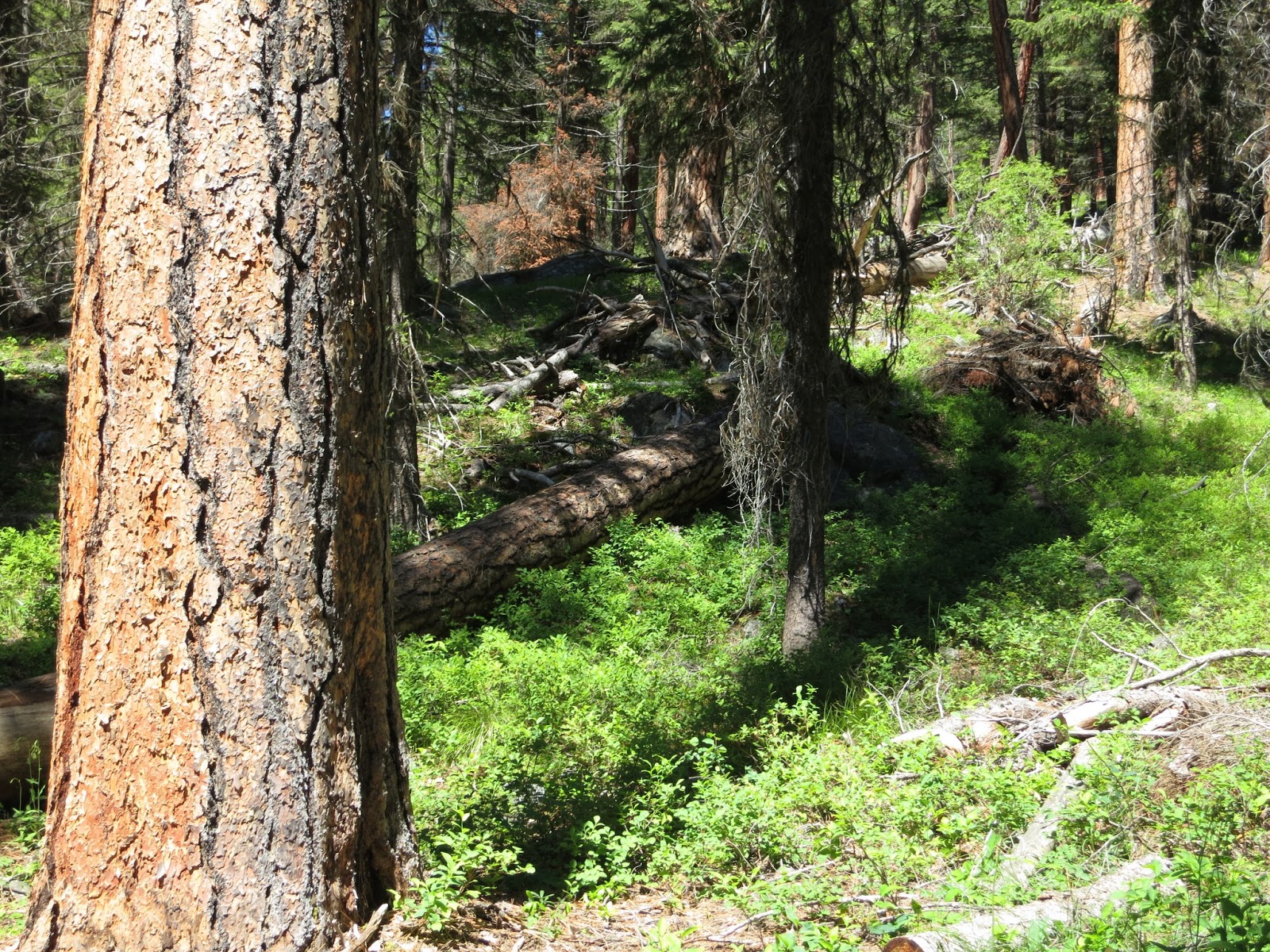 Free the Hills Shake out at Soda Springs