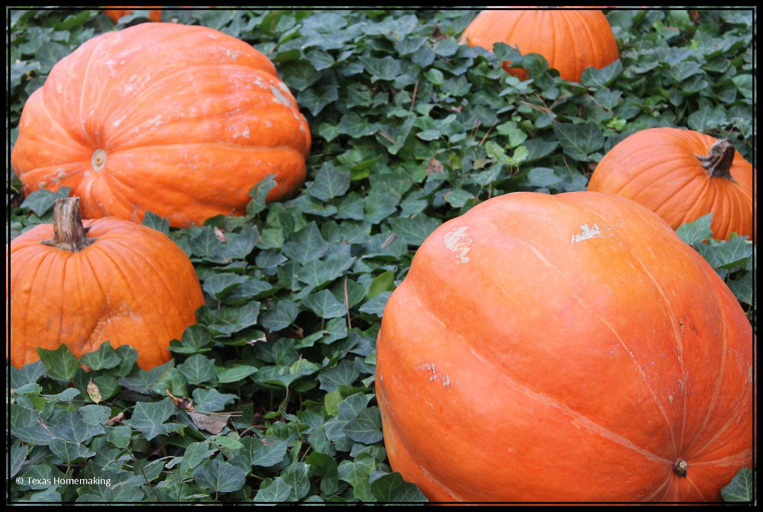 Texas Homemaking Happy Halloween It's Pumpkin Time!