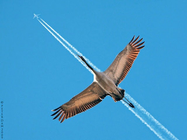 10-Perfectly-timed-animal-shots | On track Perfectly-timed-animal-shots