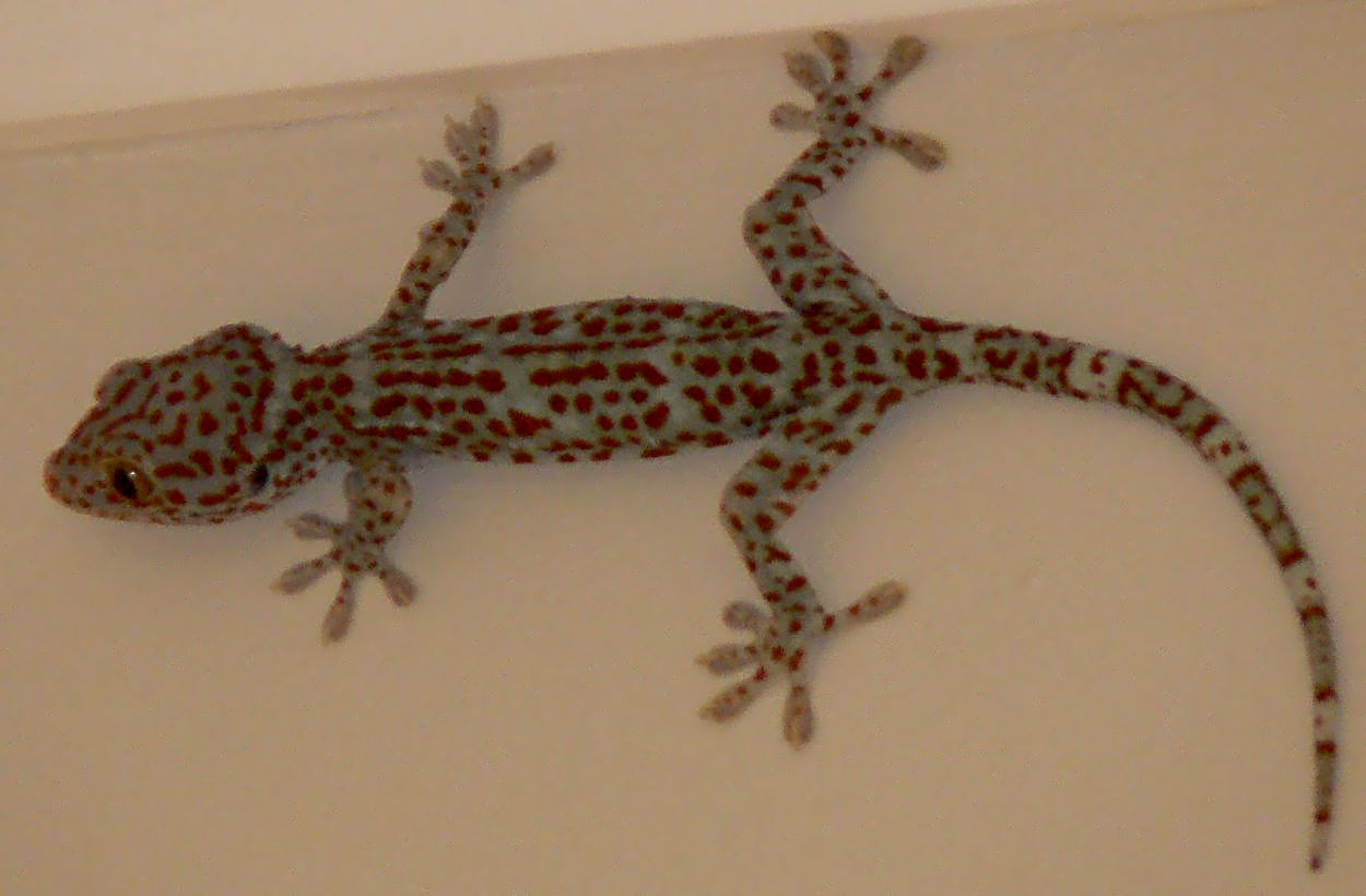 gecko lizard photos