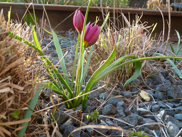 Species tulips in bloom at the High Line park, New York City