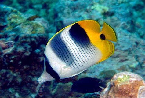 caution 10 popular animals that may not be reef safe marine depot