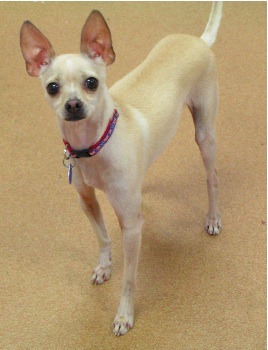 Pitbull+italian+greyhound+mix