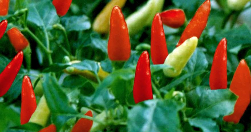 cara menanam dan budidaya cabe rawit