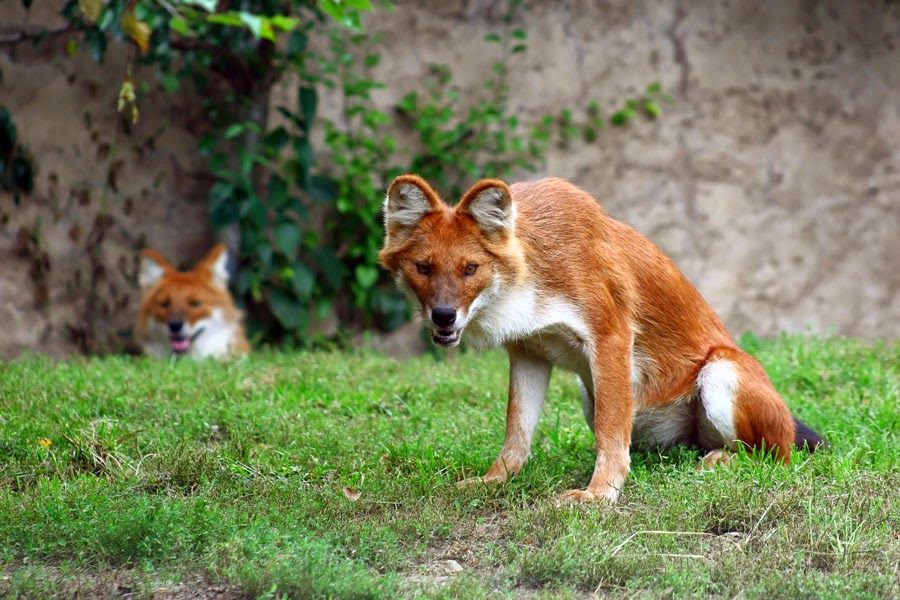 Animals You May Not Have Known Existed - The Dhole