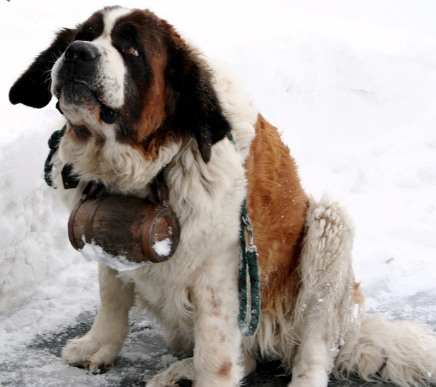 Saint Bernard Poop