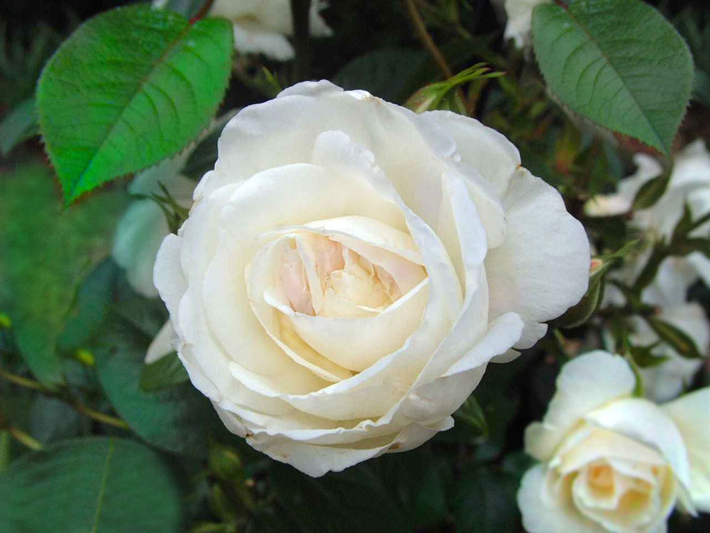 Natural White Rose With Leaves Artline Feel The Creation!