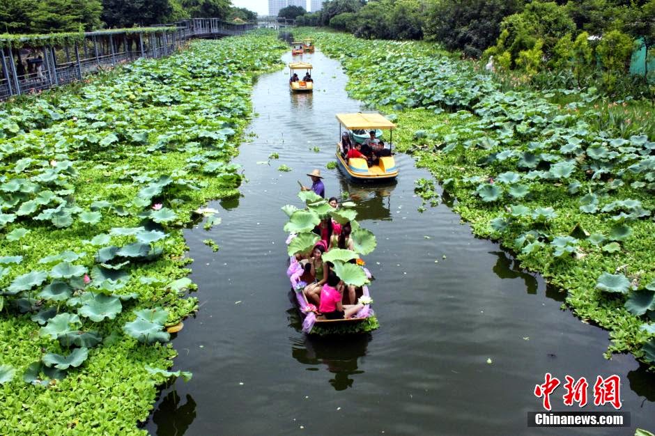 Young beautiful Chinese girls and lotus Young beautiful Chinese girls and lotus