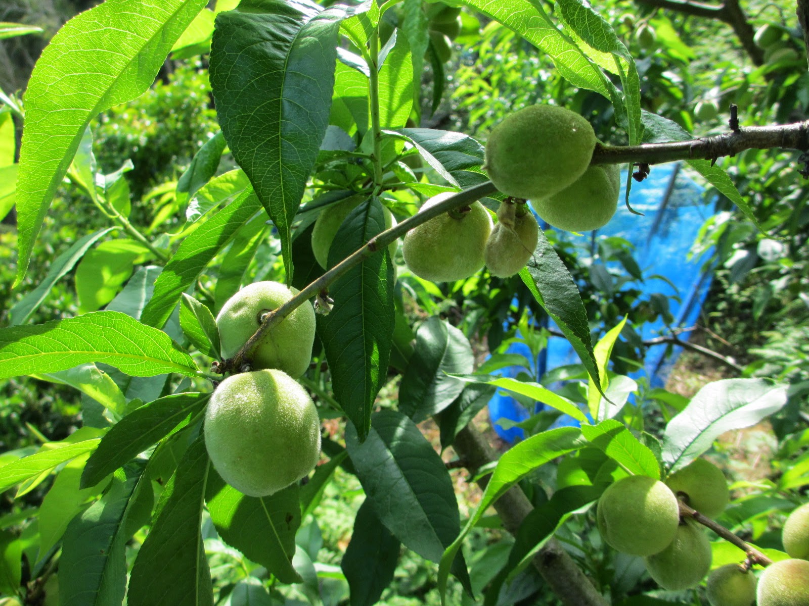 果樹オーナー日記 桃 袋かけ