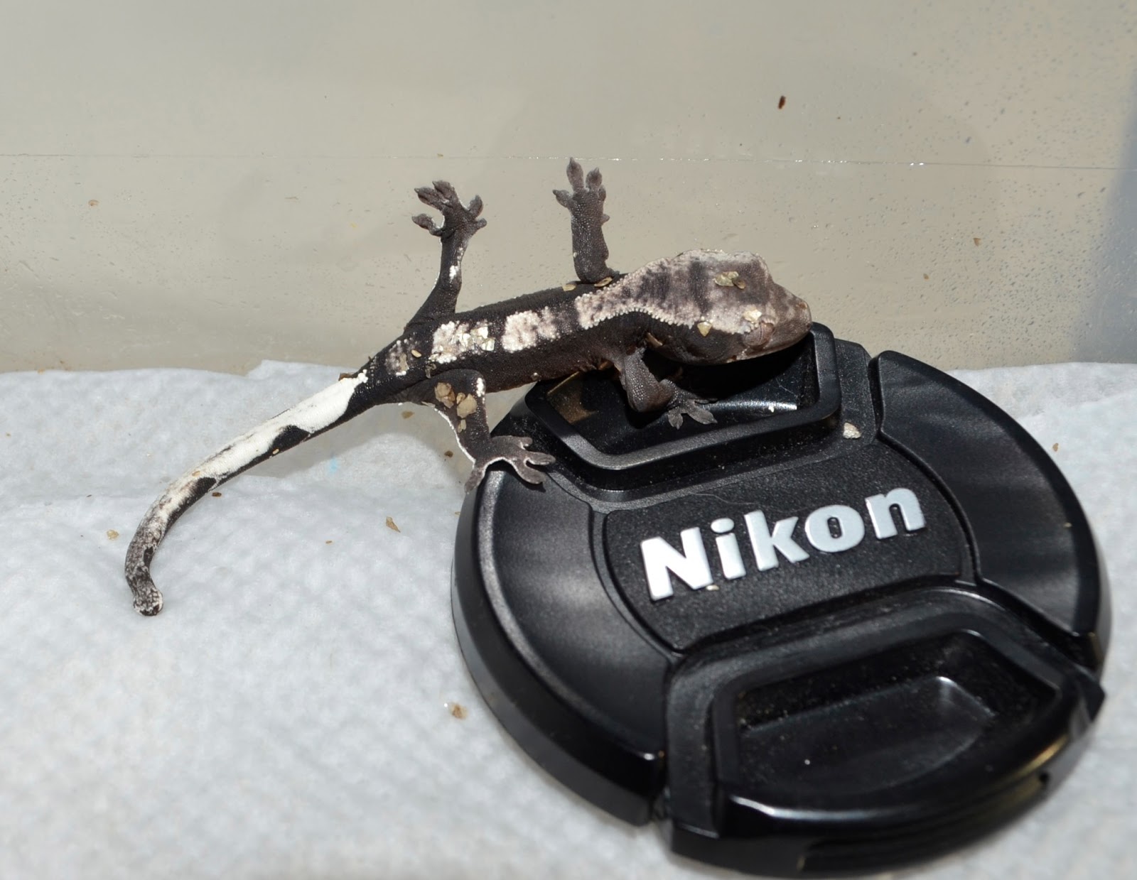 The Crested Gecko Thread *~# | Page 4 | Reptile Forums
