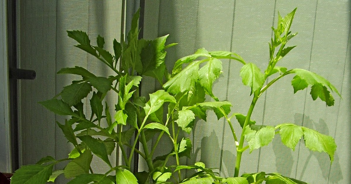 Robyn's Hobbies Cooking, Gardening & More! NonEdible Plants Progress