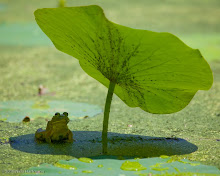 Ohio Environmental Council 2010