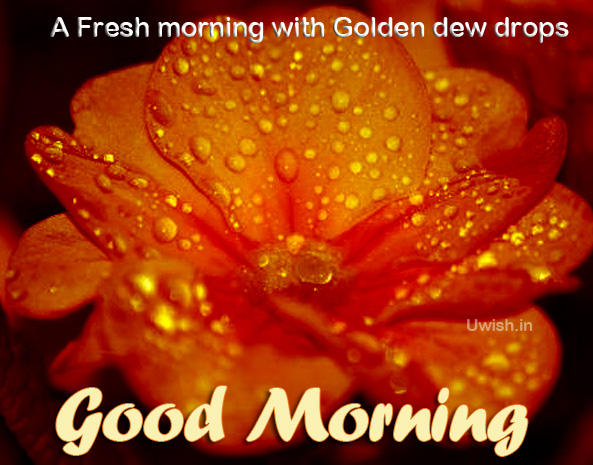 Good Morning wishes and Greetings A Fresh Morning with the dew drops shining as gold in the rose petals