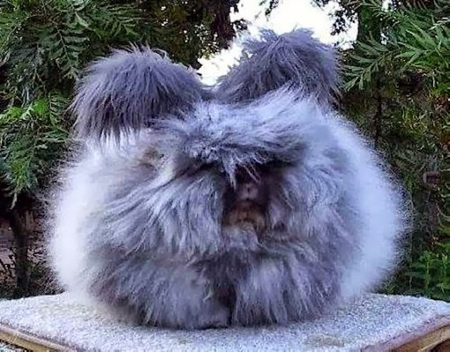 Mail2Day Large Fluffy Angora Breed Bunnies (12 pics)