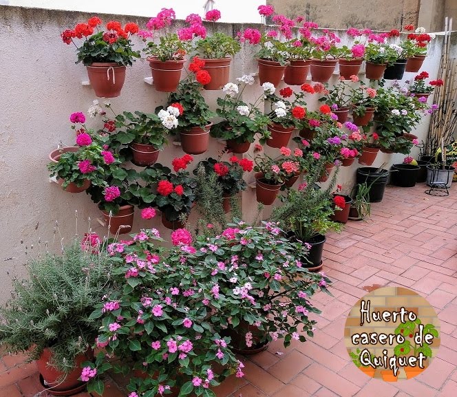 Plantas y flores ornamentales del patio de QUIQUET