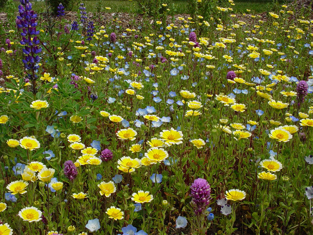 Mother Nature's Backyard A Waterwise Garden Growing California