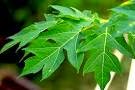 Manfaat dan khasiat daun pepaya untuk kecantikan dan kesehatan