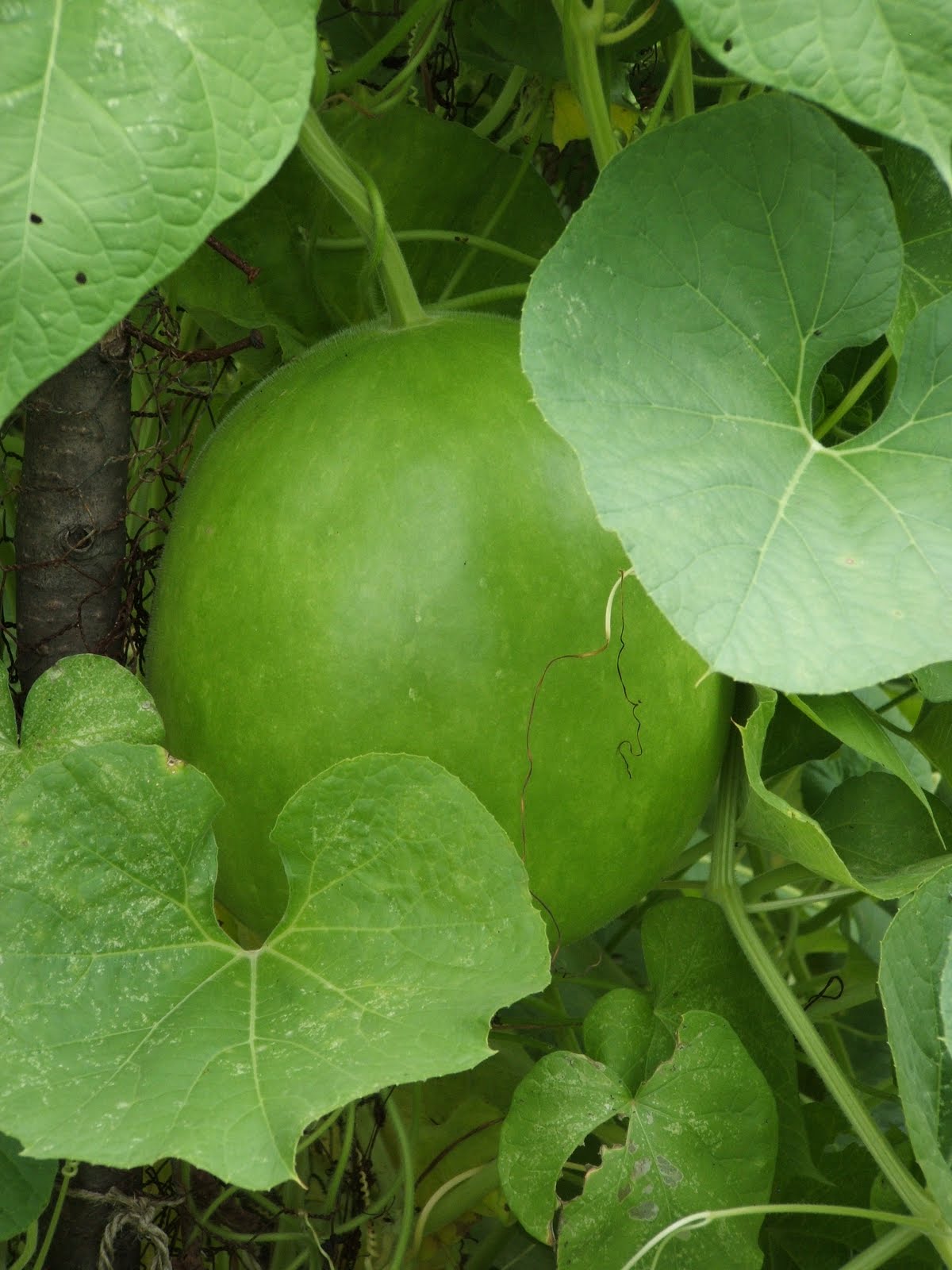 God�s Growing Garden gourds, Gourds, GOURDS!
