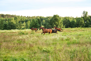 Betessläpp