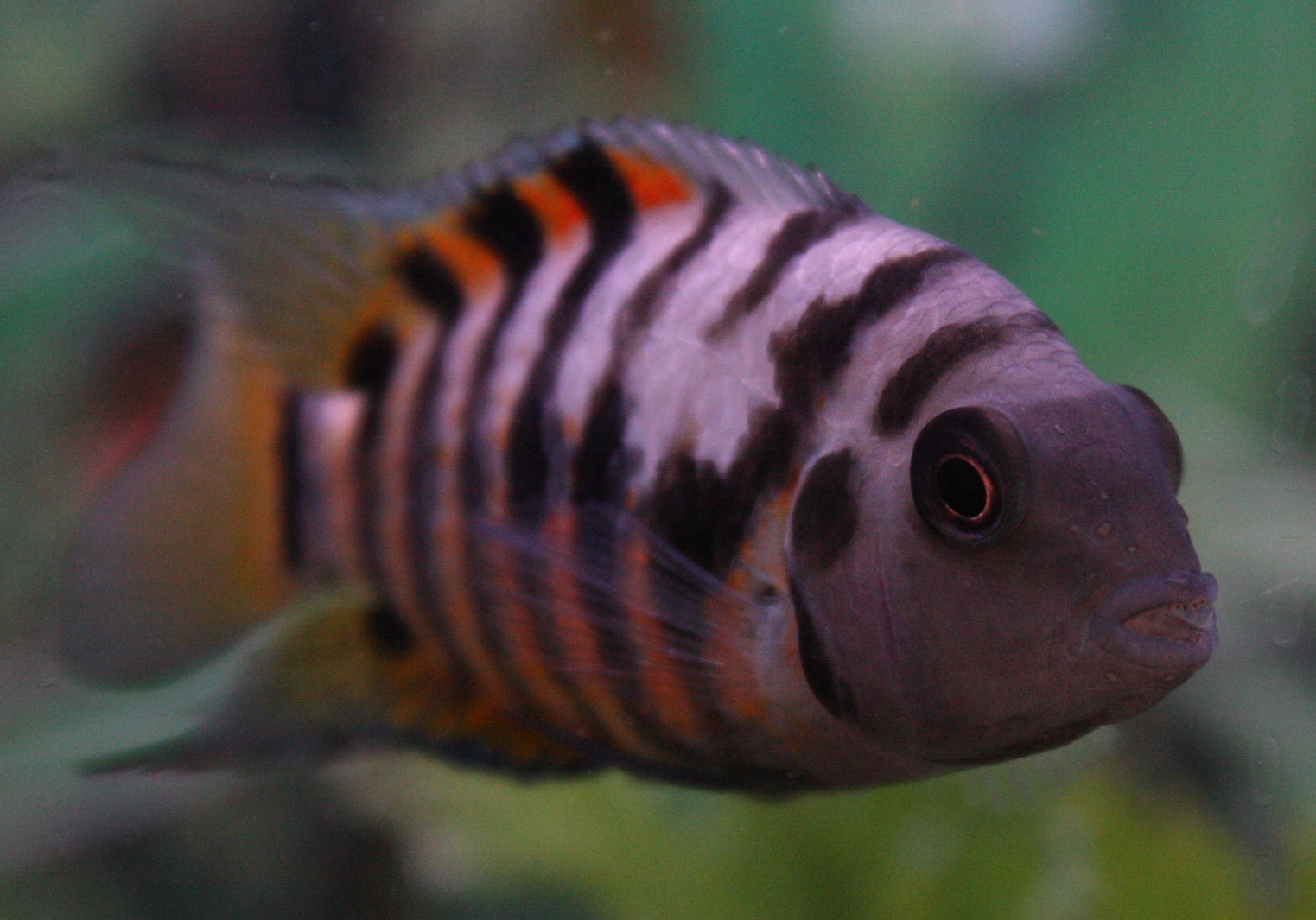Male Convict Fish