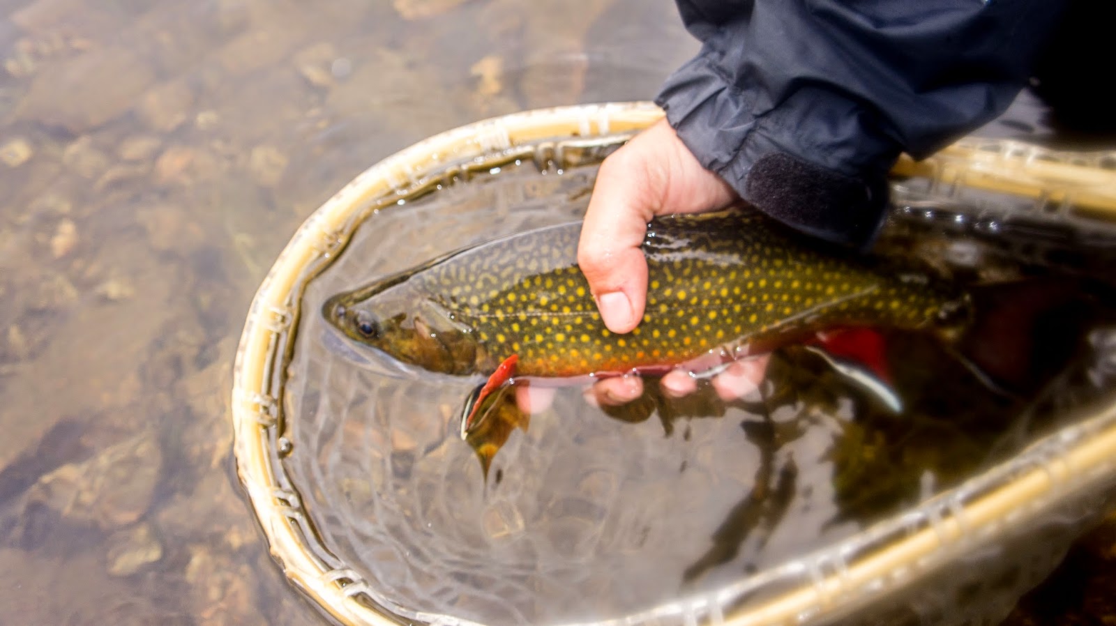 brook trout, Miller Lake