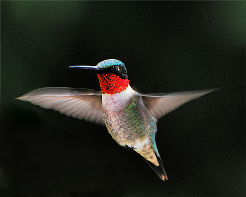 Sajak Klasik Burung Kolibri Rubi (Hummingbird)