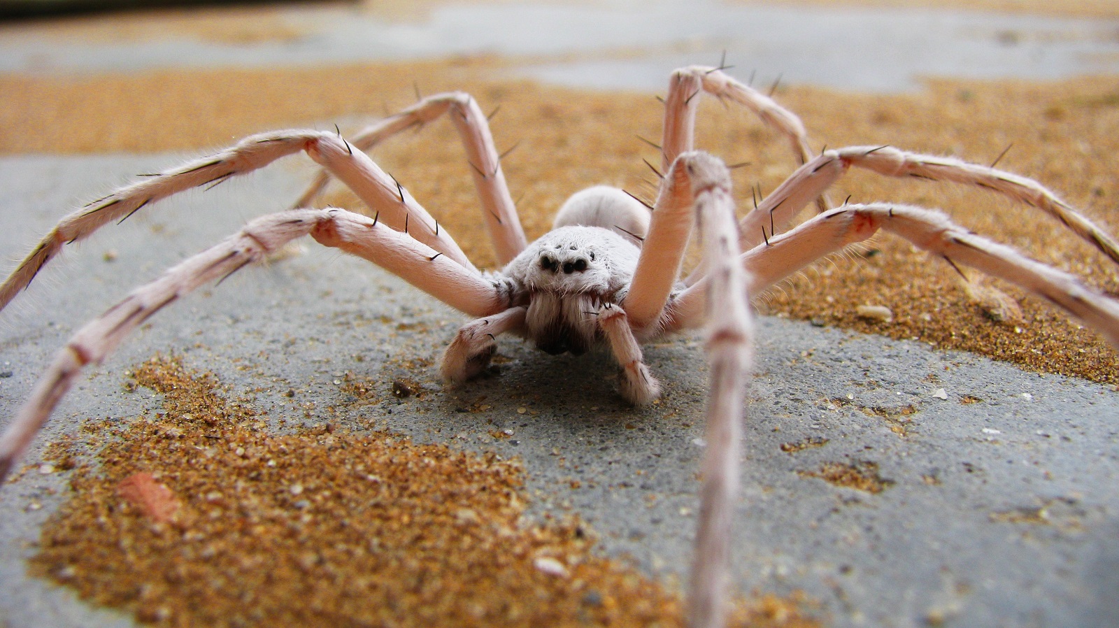 Real Monstrosities Dancing White Lady Spider