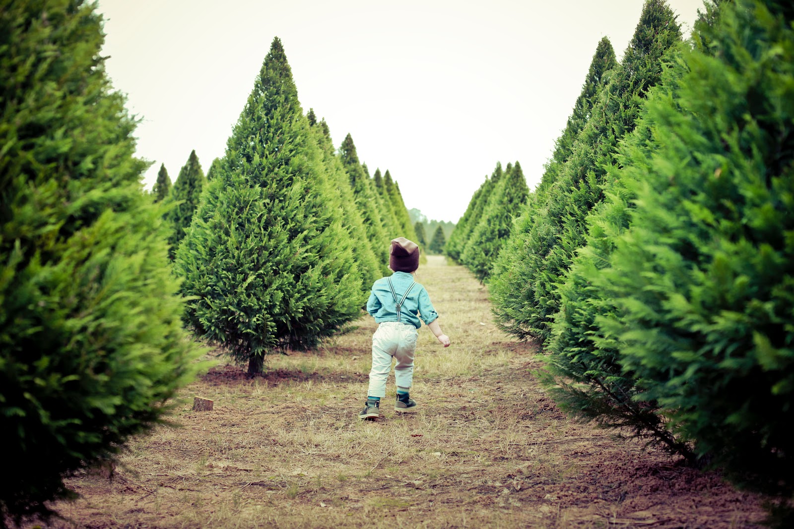 kelly is nice photography www kellyisnice com christmas kelly is nice photography www kellyisnice com christmas