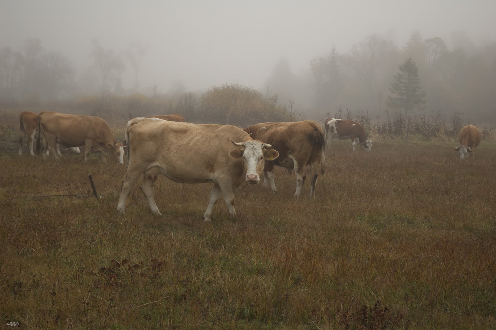 Poze tip pictures Rastolita si Plesa