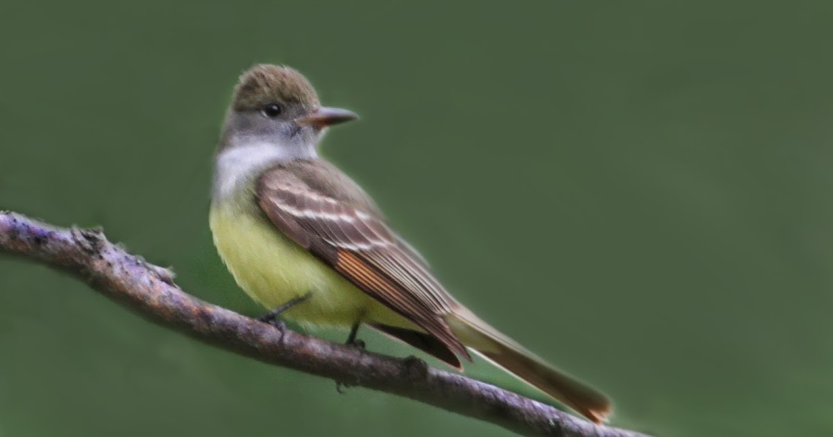 Connecticut Audubon Society Connecticut State of the Birds 2013